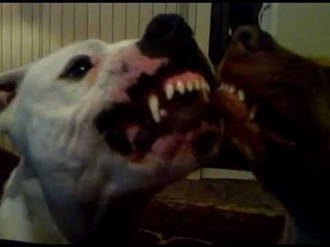 pitbull teeth