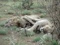 Lions at Madikwe Game Reserve