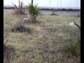 videos de Tercer video del proyecto de la jardinera