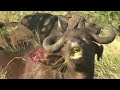 Djuma buffalo and cheetah