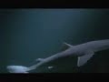 Yum! a shark eating octopus