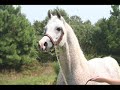 Arabian Horse Spumante  *Padron X PV Solitaire