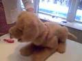 Furreal Friends Biscuit