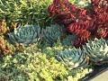 Green Roof Basics Green Roof Basics