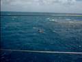 Dive snorkel sail