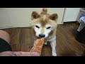 ??????????by?????? shiba inu