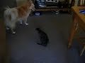sexually-confused-dog.html