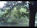SCOD Fallout: Potomac River Swamp Reclamation