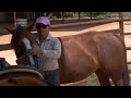 Horse Care & Knowledge : Catching a Horse