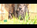 Baby gorilla learns to walk