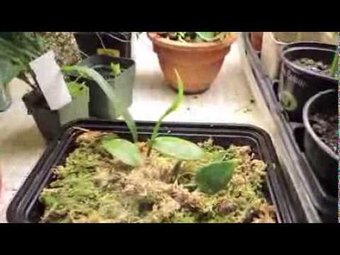 how to fertilize vanilla orchid