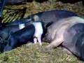 Pig Piglets Hampshire Hog feeding time
