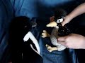 the life of flightless birds   preview