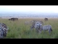 Zebra`s in Kidepo