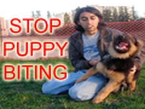 how to eliminate puppy biting