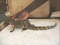 Unbelievable: Mutated and Deformed Animals Slide Show! Part 2