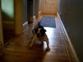 staffordshire bull terrier vs hoover