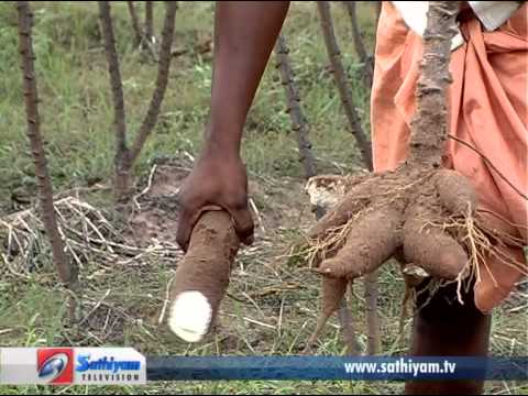 how to eliminate cyanide from cassava