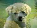 Dog Days of Summer