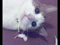 Kitty found some toilet paper!
