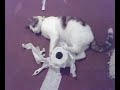 Kitty found some toilet paper!