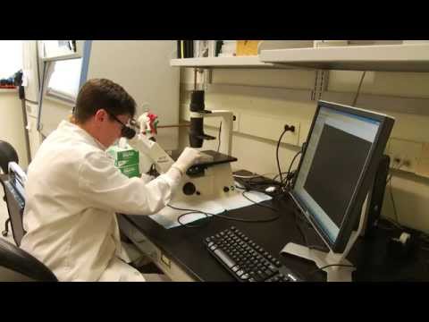 how to isolate endothelial cells