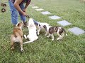 Bulldog Ingl�s e American Bulldog