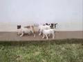 Bulldog Americano video