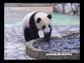 PANDA Twin cub, Aihin and Meihin, Adventure World