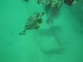 One Smooth Trunkfish