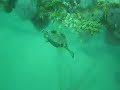 One Smooth Trunkfish