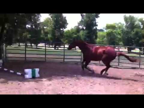 See video