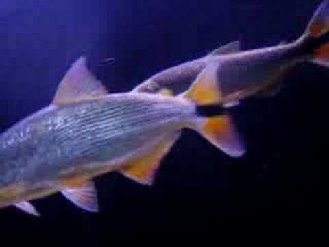 Dorados, Trimac, Silver Arowanas