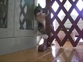 入りたいねこ。
