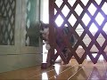 入りたいねこ。