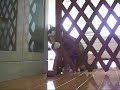 入りたいねこ。
