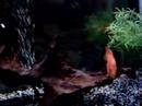 red texas cichlid 3