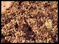 Bodegas César Florido - Pasil