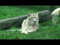 Philadelphia Zoo Lion Pride Late Afternoon - (watch in high quality!)