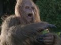 Sasquatch Sighted! Sasquatch Sighted!
