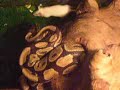 attaque du python