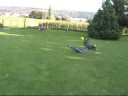Claudi und Gismo - Discdogging Claudi und Gismo - Discdogging