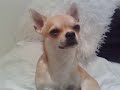 Sleepy Chihuahua