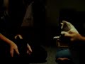 Cat Fight!
