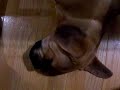 Puggle Boots Sleep Barking 3 Puggle Boots Sleep Barking 3