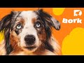 DOGTV Stimulation DOGTV Stimulation