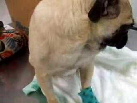 mimi pug after ureter surgery at the ...