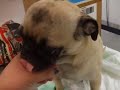 mimi pug after ureter surgery at the vet recovering