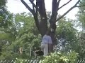 Workers felling tree at Mcguffey Park