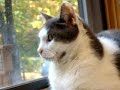 Marquette County Humane Society - Sierra in window